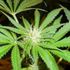 Mary Jane