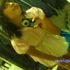 Lauritaa Leendapp