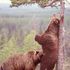 Bear Mob
