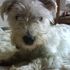 digby dog