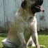 Mastiff Drool