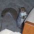 Squirrel Jones