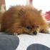 Pumba Dog