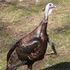 Gobbler Birdson