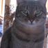 Jazzie Cat