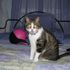 Obie Cat