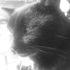 Chugg Cat