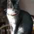 Otis Thecat