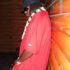 Brandon Joseph Sr.