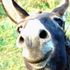 random donkey