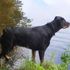 brutus mudge