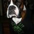 dexter boy