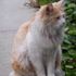 Leonard the cat