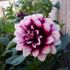 Marsha Hazlett