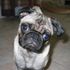 Gizmo Scullion