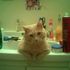 Catpants McStabby