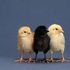 The Elegies