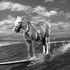 MISTER ED