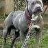 Pitt Bull