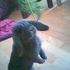 bunny hayes
