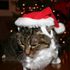 Zint A Claus