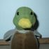 Quackerz Theduck