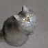 Bonka Fatcat