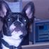 Frenchie E