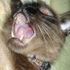 EVil SIamese