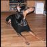 Jasmine TheDog