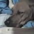 rocco anthony david dillow