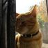 Ichigo Catz