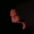 Mufasa Cat