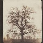 Trees Without Leaves