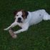 Tucker DaBulldog