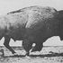 buffalo skulls