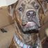 jezi dog