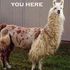fancy meeting u here
