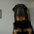 Neo Rottweiler Nice