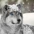 Furry Shindo