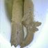 subetucaca
