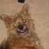 Jaxon Dog