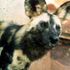 Zuri the African Wild Dog