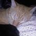 Bob Cat