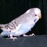 Colin the Budgie
