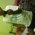 Cunkky Boy