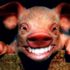 Show Pigs
