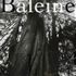 Baleine