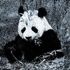 Bamboo Panda