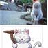 Kawaii Neko